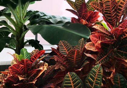 Svatý otec: Synodalita vyjadřuje podstatu církve