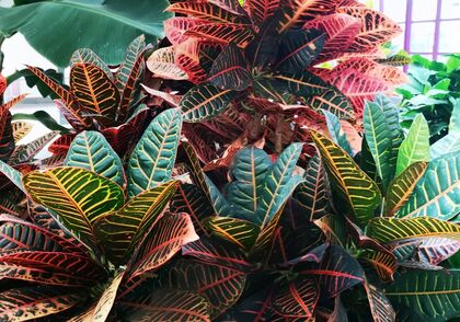 Nedůvěra mezi Římem a německou církví