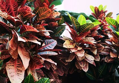 Mše a modlitby za synodální proces