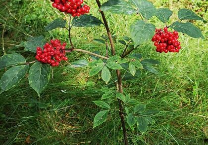 Sestra Becquart a otec Marín de San Martín novými podsekretáři Biskupské synody