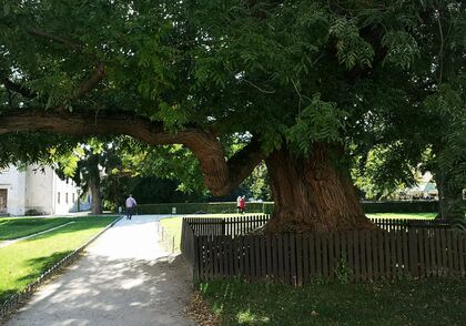Na Velehradě se lidé sejdou k modlitbě za synodu